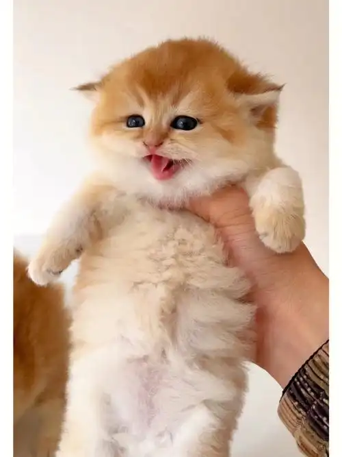 英短金渐层猫三连拍#昆明  #找新家  #猫咪领养