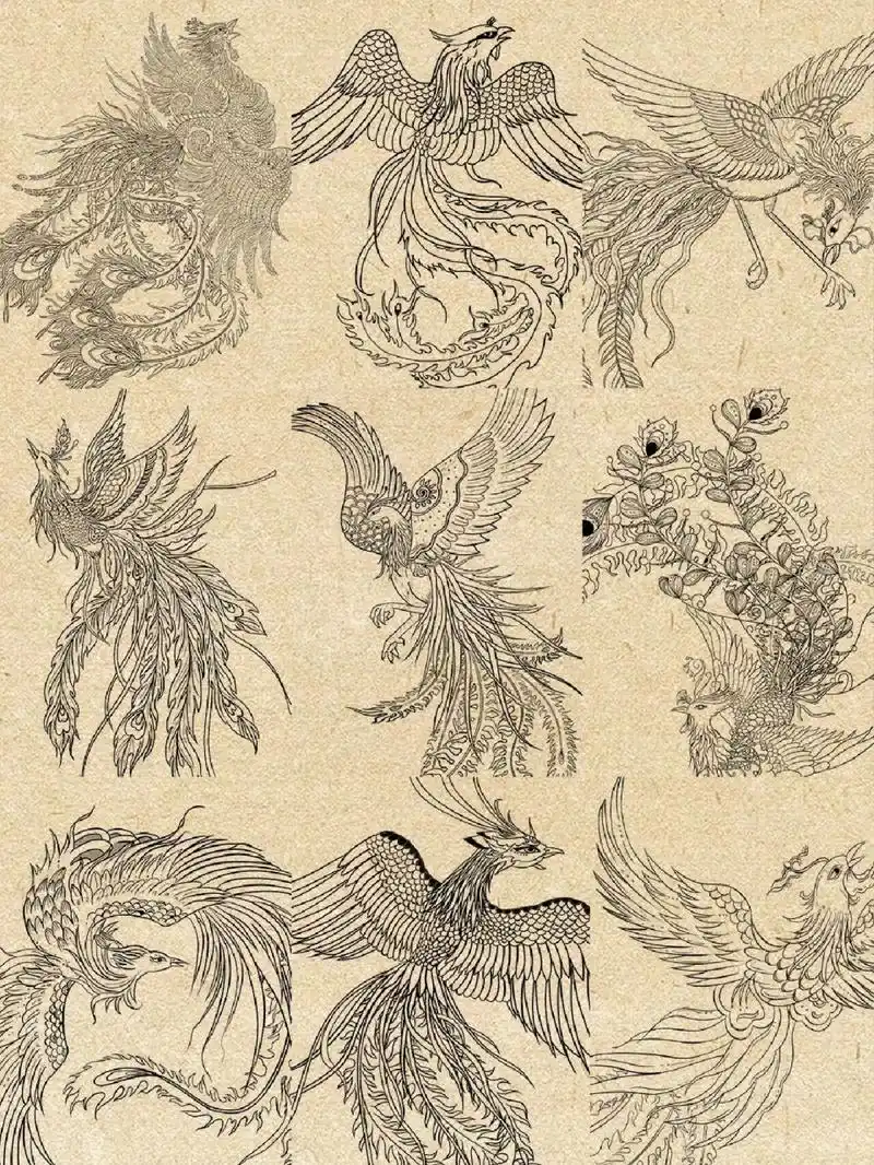 60天团练|凤凰画法|学员动物线稿作业 这是团练学员凤凰线稿作业,图二