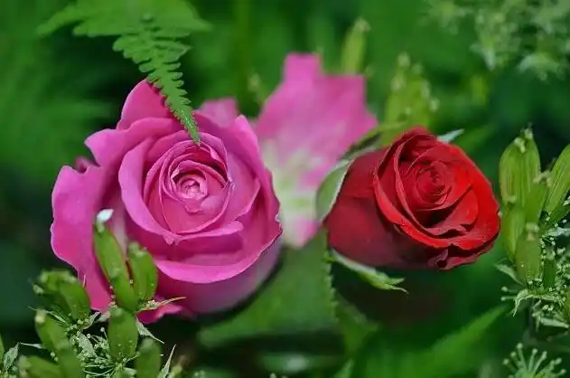 英国国花是什么花英国国花介绍