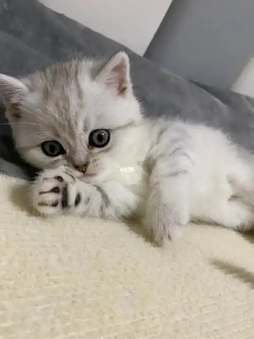 纯种英短银渐层幼猫,求带走