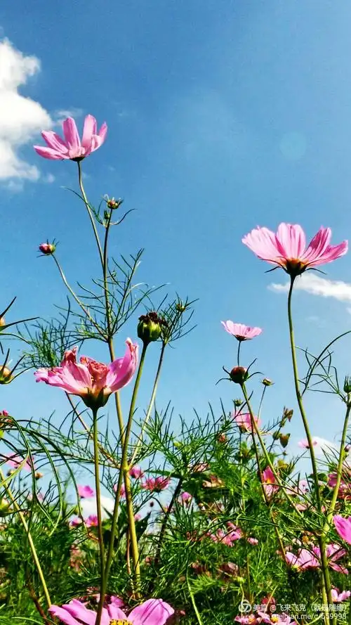 格桑花开蓝天白云下