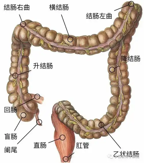 人体解剖小知识