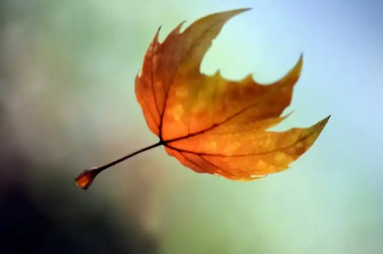 冬天变得冰凉 用绿荫抱大的鸟儿 飞去了远方 我是一片树叶 孤零零地