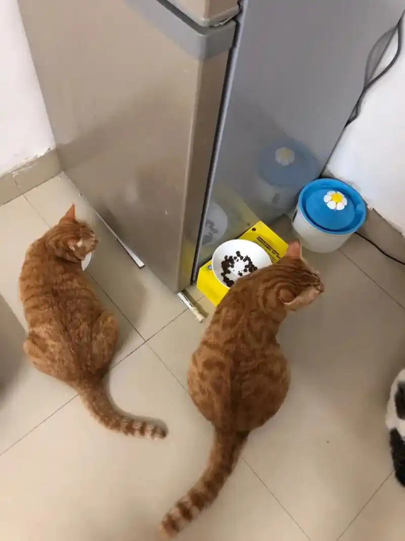 喜欢田园猫,喜欢橘猫的举个爪爪! #猫咪的迷惑行为 #大橘 - 抖音