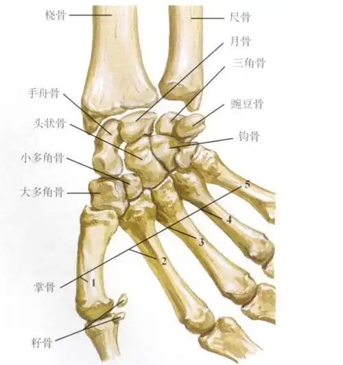 干货| 最全的腕手解剖图集|关节|肌肉|腕关节|淋巴_网易订阅