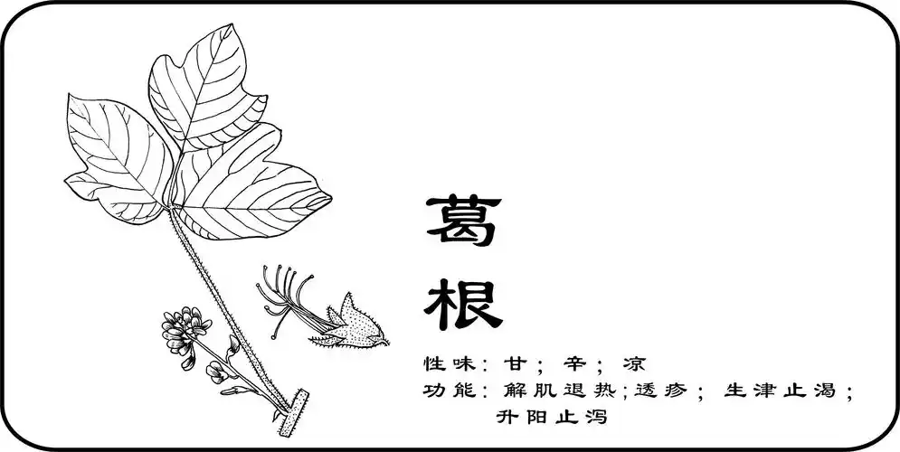 中草药手绘标示