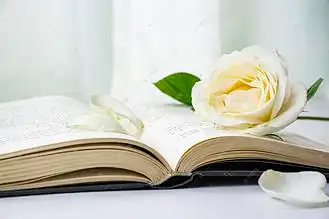书本上的白色玫瑰花下午书本白色玫瑰花室内静物摄影图配图