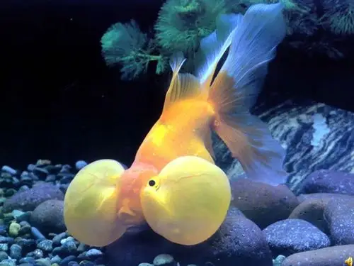 四年级下语文课件-鱼游到了纸上|人教版