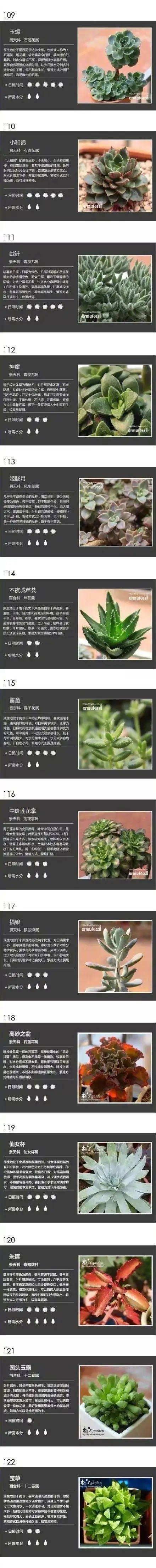 100种多肉植物名字对照图,珍藏版.收了!