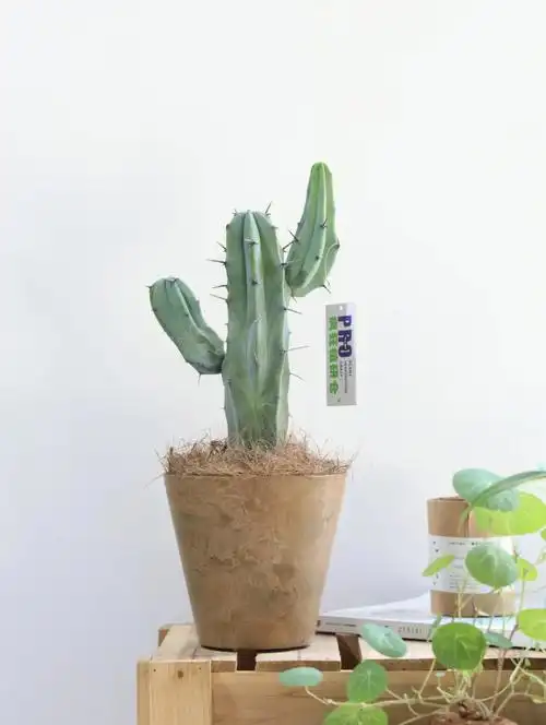 北欧风懒人植物蓝柱龙神木仙人掌室内盆栽