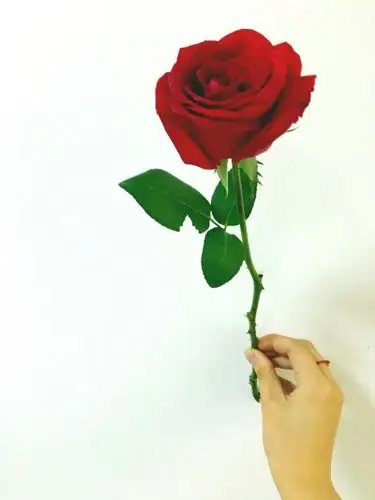 手拿带刺玫瑰