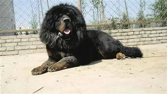 万分危急:藏獒挣断锁链咬3人 纯爷们出马挥双拳擂瘫百斤藏獒