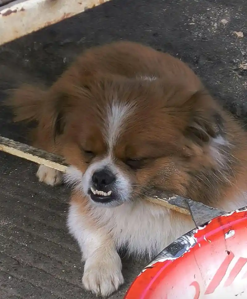 路边看到一只地包天的小狗在睡觉,哈哈哈这表情太好笑了