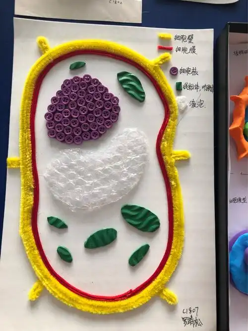 郡维七年级细胞立体模型制作评奖及展览