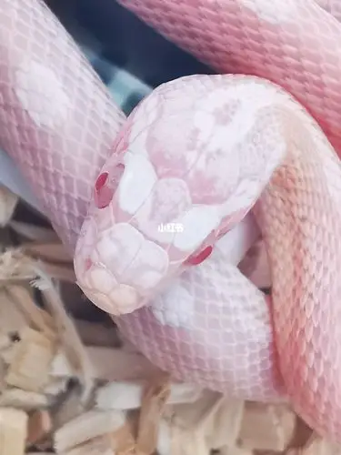 珊瑚雪白圈玉米蛇escarboucles爱酱_珊瑚_玉米_红宝石怎么样_胶带_红