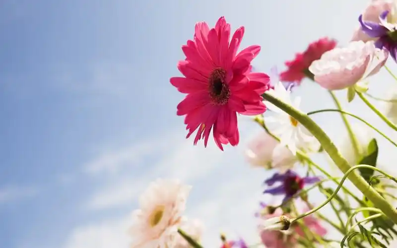 清新淡雅唯美花卉壁纸_漂亮好看的花卉