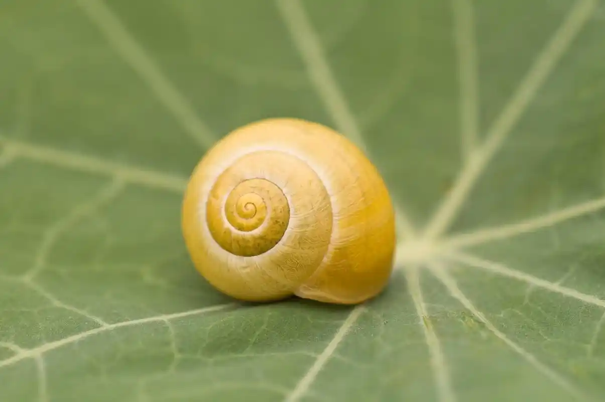 竟然在自己窗外的玻璃上发现了一只蜗牛,这可是5楼,它难道不吃不喝