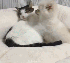 网友家这只小博美 为了讨好家里的喵主子们 可谓使出了吃奶的汪劲 ▼