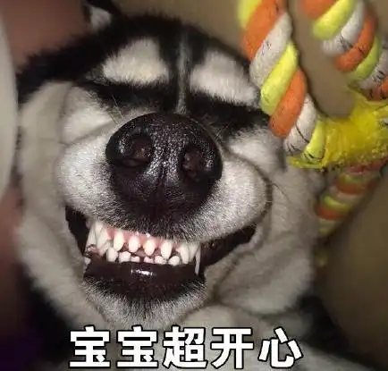 二哈搞笑qq表情图片大全|二哈恶搞表情包 版(暂未上线)-软件详情页