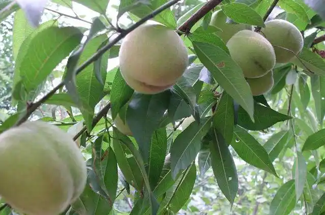 野毛桃,以前经常吃,不过吃到的都是苦涩的,因为往往还没有成熟我们就