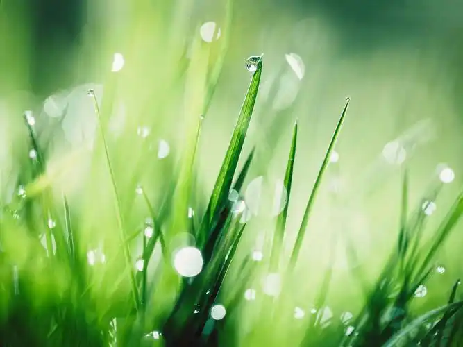 绿色,清莹秀澈,植物,清新,水珠,草地,护眼绿色壁纸图片