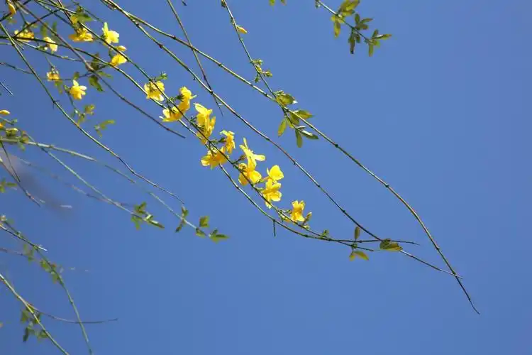 迎着明媚的阳光,迎春花随着纤长尖细的嫩绿枝条向四周舒展着,下垂的枝