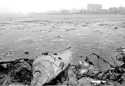 受环境污染 简笔画 (第2页)