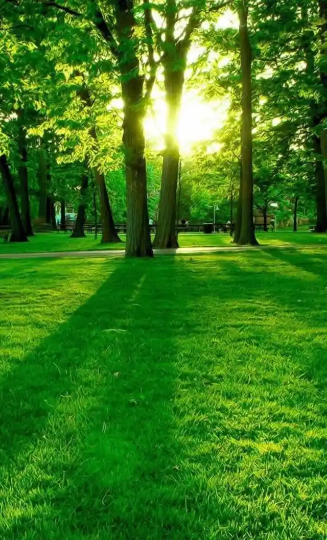 手机壁纸:1080p超清绿色护眼壁纸,点开看看超级舒服!
