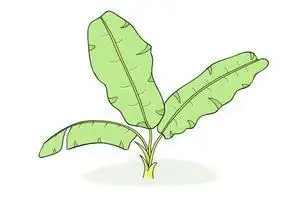 绿色芭蕉简笔画