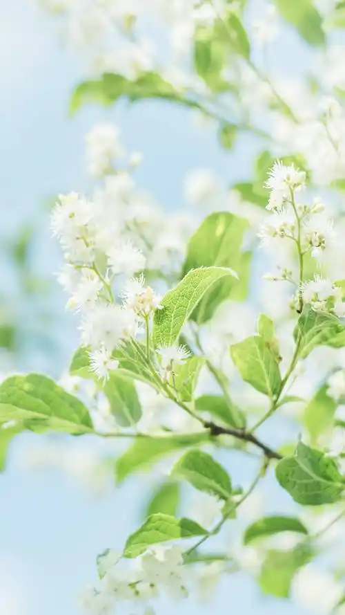 绿色小清新植物高清手机壁纸