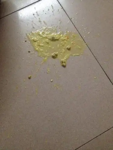 我家的贵宾狗狗昨晚把自己吃的饭吐出来一次,今天中