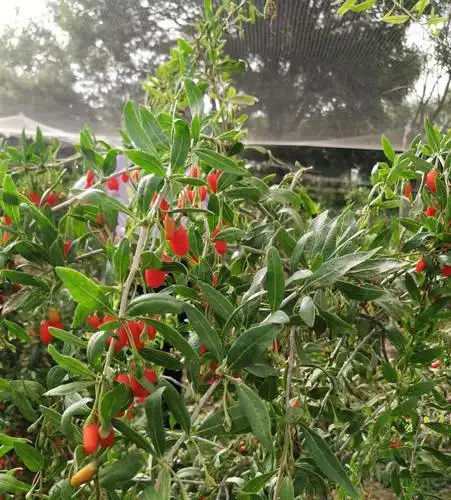 山坡上种植的宝贝,枸杞,硒砂瓜,甜玉米
