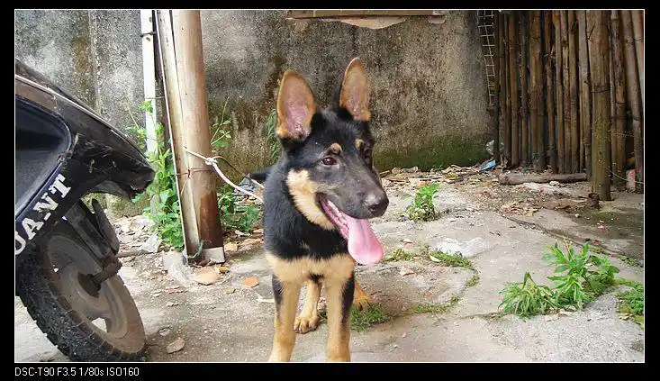 出售狼狗一只 三个多月