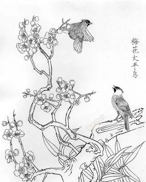 书画联盟丨一组白描花鸟画稿25图