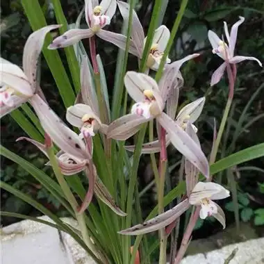 云南莲瓣兰勤花品种红筋红花4苗5件花! - 中国兰花交易网