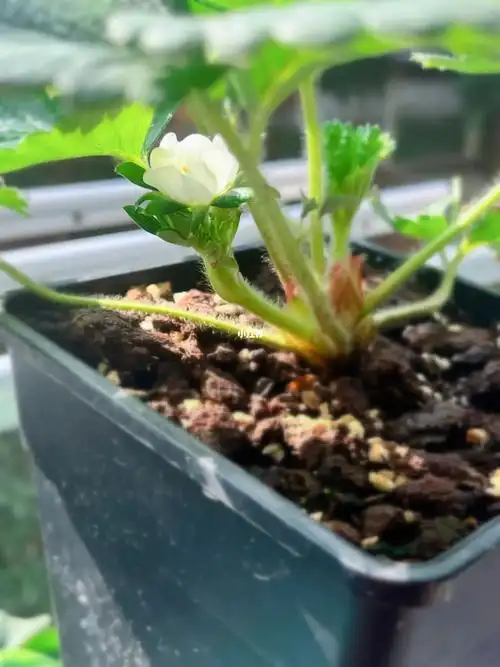 这次前期养根试了矿源黄腐酸钾,没有鱼蛋白或海藻精肉眼可见的效果,更