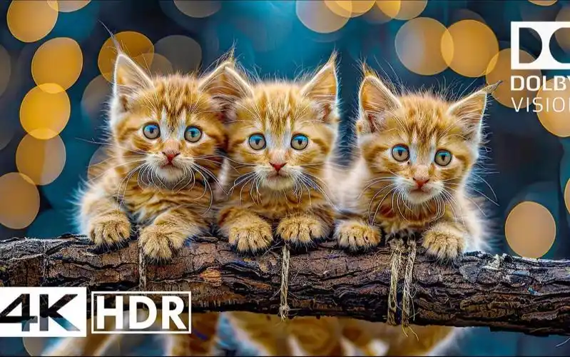 最佳4k oled demo 超高清体验"杜比视界" 4k hdr 60fps