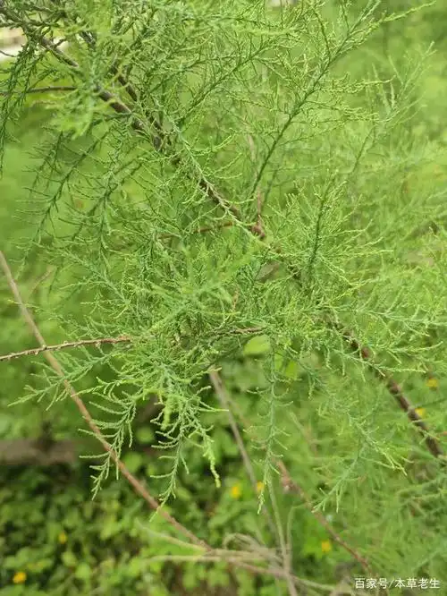 柽柳,柽柳科植物,枝叶就是辛温解表药材.