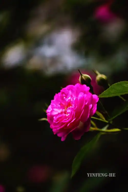 盛放在围墙上的红蔷薇