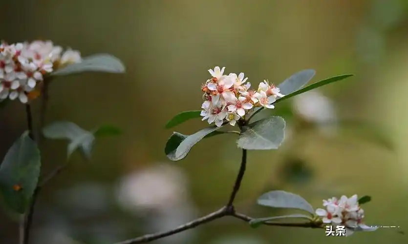 春花树花开便是春分