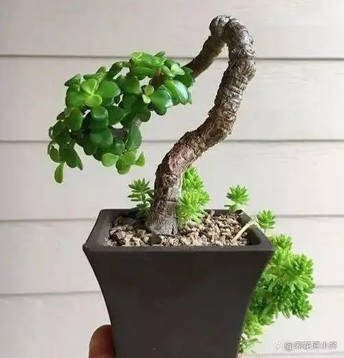 金枝玉叶老桩快速养成,记住"3大",别吝啬,主干粗壮叶油绿