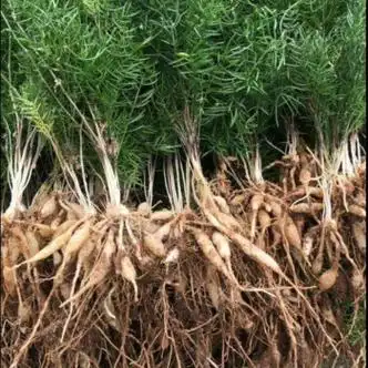 秋颖天冬苗天门冬大天冬苗现挖天冬四季常青现挖新鲜发货天冬苗100株