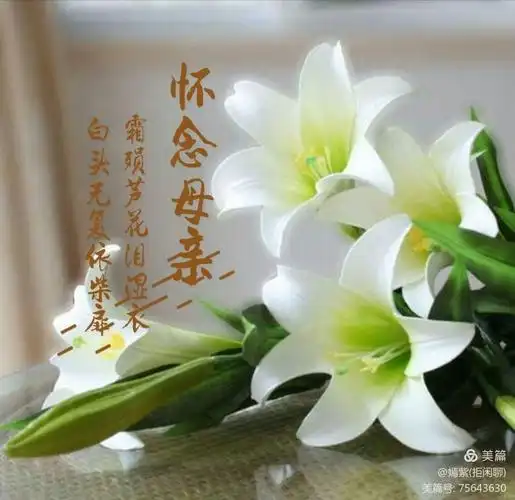 呜呼哀哉,悲兮—痛兮—,女儿一生祈祷,愿母亲,愿母亲,愿母亲来世