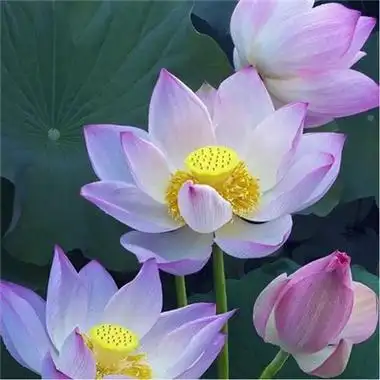 莲花图片头像大全 修行人静心修心莲花淡雅禅意图片头像