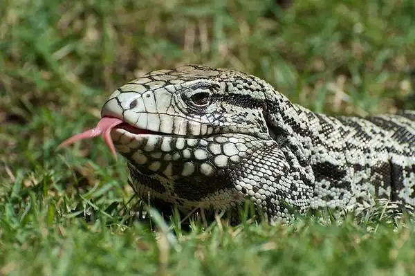 ▼阿根廷南美蜥也常被当作宠物饲养,喜欢吃鸡蛋和小鸡.