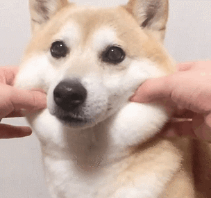 柴犬yuripi501捏脸蛋 gif 动图_gif_柴犬_yuripi501_动图_脸蛋表情