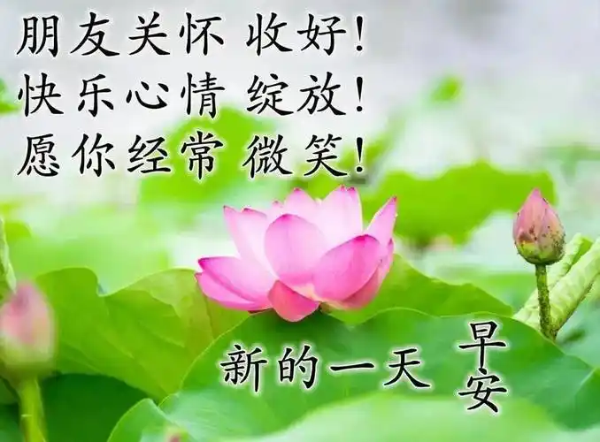 最新漂亮早上好动态鲜花图片带字 三伏天创意唯美早上好问候语_才会