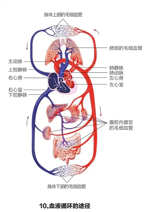 中考生物初中生物重点识图