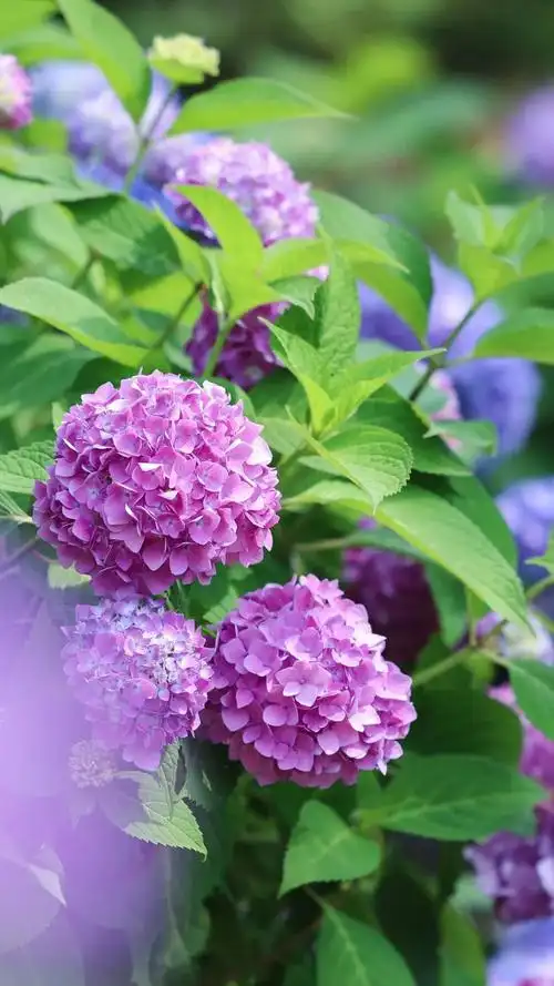 绣球花仙境丨手机壁纸新鲜出炉