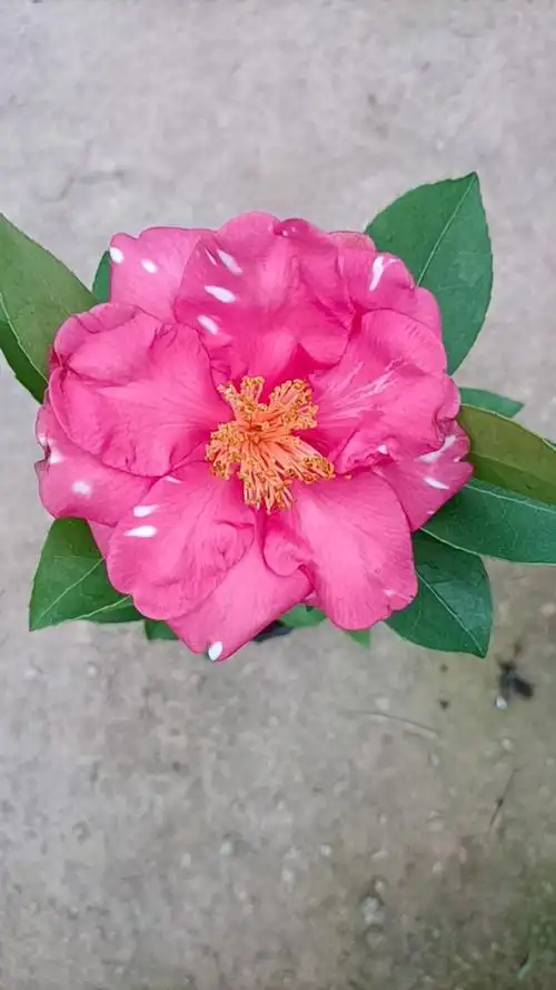 复色夏风热浪(棕榈四季茶花)